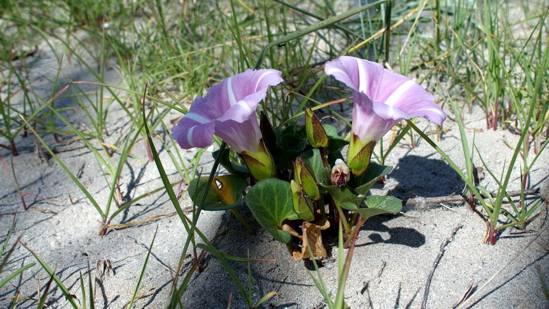 Convolvulus soldanella (=Calystegia soldanella) / Soldanella di mare